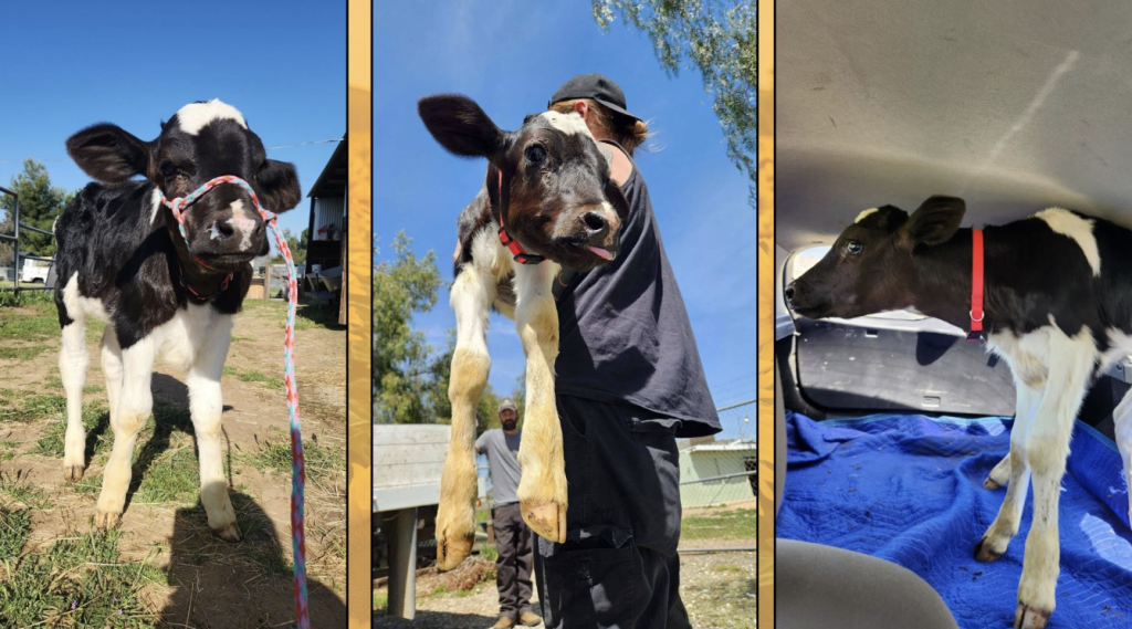 Screenshot 2025-05-01 at 10.34.27 AM